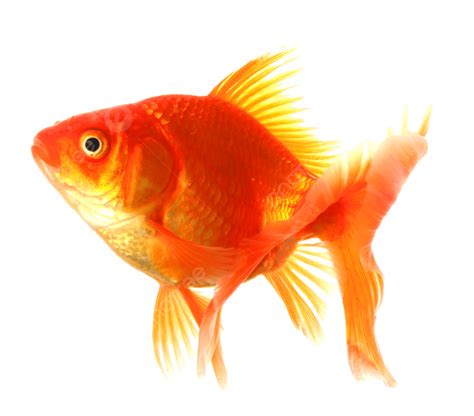 Goldfish Vivid Aquarium Goldfish Gold Animal Pet Png Transparent