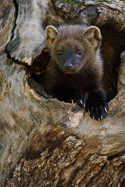 See more of maine hunting, trapping & fishing kids on facebook. Fisher Cat Images : Biological Science Picture Directory ...