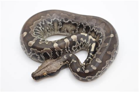 Dark Chrome Sumatran Short Tail Python Sumatran Short Tailed Python By