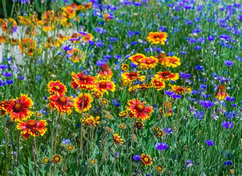 How prairie planting can transform your garden this summer