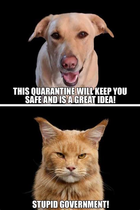 √ Funny Dog And Cat Memes Jrf