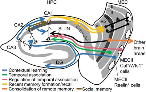Dissecting Cell‐type‐specific Pathways In Medial Entorhinal Cortical