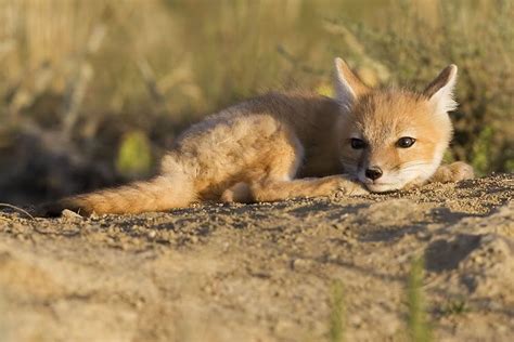 Swift Fox Vulpes Velox Лиса