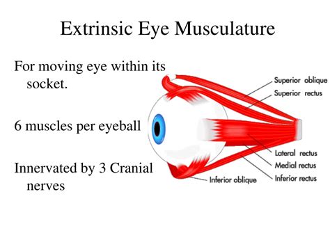 Ppt Gross Anatomy Of The Eye Powerpoint Presentation Free Download