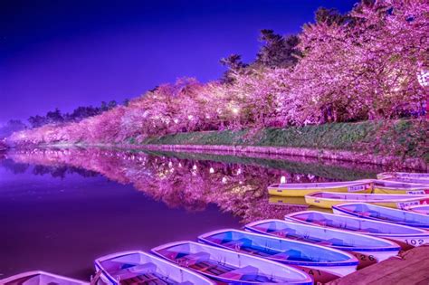 Cherry Blossoms At Hirosaki Park Hirosaki Castle With Night