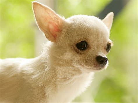 Animal Chihuahua Wallpaper