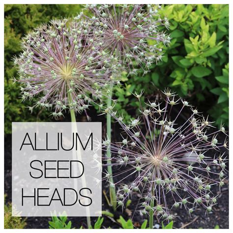 Another Reason To Love Ornamental Alliums Seed Heads Longfield Gardens