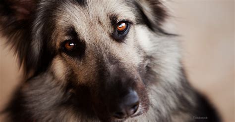 Canine Von Willebrands Disease Hemophilia In Dogs