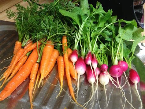 1113 Clean Carrots And Radishes Carrots Food Forest Radishes
