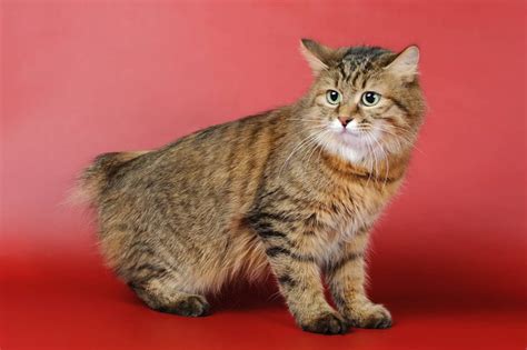 Как определить породу кошки кота или котенка по фото и отличить