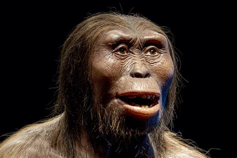 ¿quiénes Fueron Los Australopithecus Características De Los Primeros