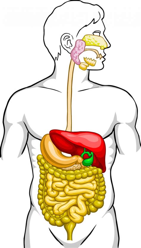 Digestive System Unlabeled Human Body Diagram Clipart Best