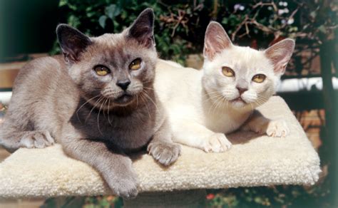 Burmese Cats Burkes Backyard