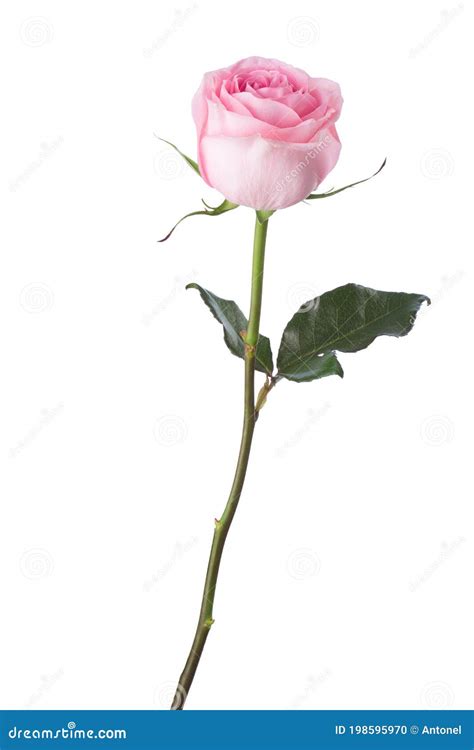 Light Pink Rose Isolated On White Background Stock Photo Image Of