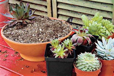 How To Plant Succulents In Containers Succulent Landscaping