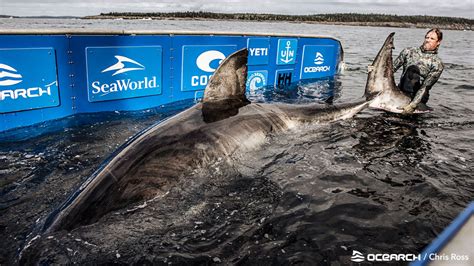 Massive Year Old Great White Shark Dubbed Queen Of The Ocean