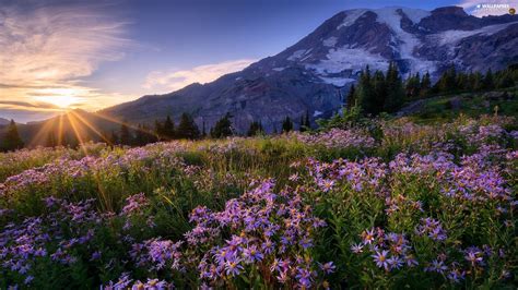 Mount Rainier National Park The United States Stratovolcano Mount