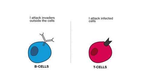 What Is The Relationship Between B Cells And T Cells