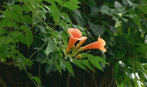 Caratteristiche, varietà, consigli colturali, curiosità su questa pianta ornamentale sempreverde che ama l'ombra. Rampicanti con i fiori - CASAfacile