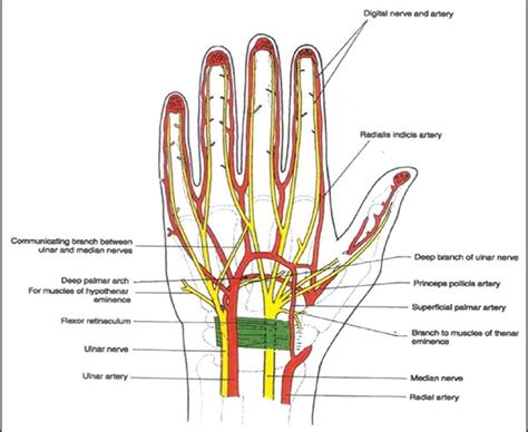 Median Nerve Anatomy