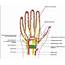 Standard Anatomy Of The Median Nerve  Download Scientific Diagram