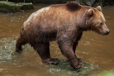 Kamchatka Brown Bear Ursus Arctos Beringianus Stock Image Image Of