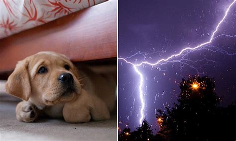 The One Way To Calm Your Terrified Dog During A Thunderstorm Daily