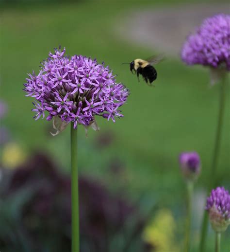 How To Combine Alliums With Perennials Longfield Gardens Longfield