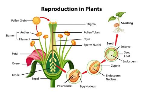 Asexual Sexual Reproduction In Plants Pollination Stages Of My Xxx Hot Girl