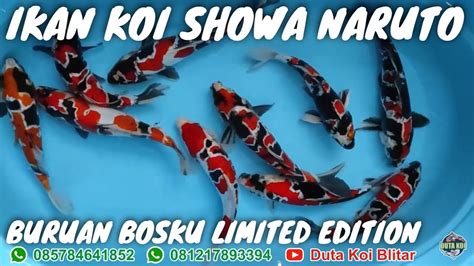Ikan Koi Showa Naruto 😱 Langka Stock Terbatas Duta Koi Blitar Youtube
