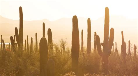 Complete Guide To Visiting Saguaro National Park