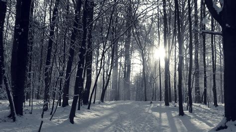 Winter Forest Night Wallpaper Images Outdoors Wallpaper