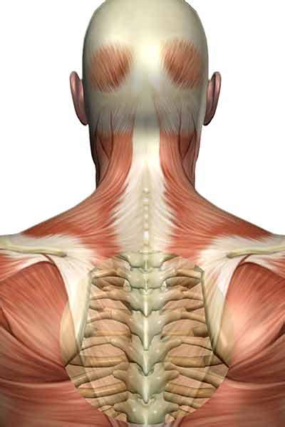 Pain Between The Shoulder Blades Commonly Seen In Our Clinic