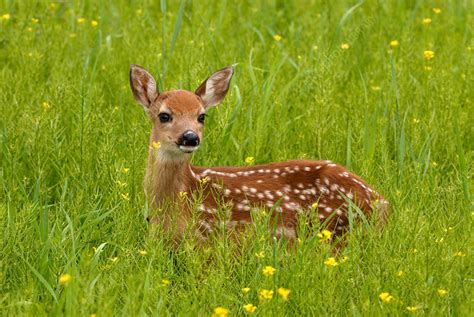 Whitetail Fawn Stock Image F0314972 Science Photo Library