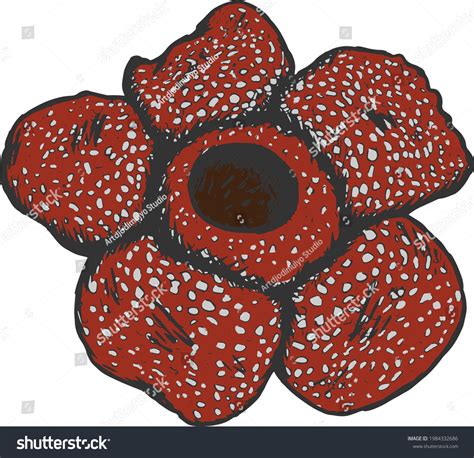 Amazing Hand Drawn Vintage Realistic Rafflesia Stock Vector Royalty