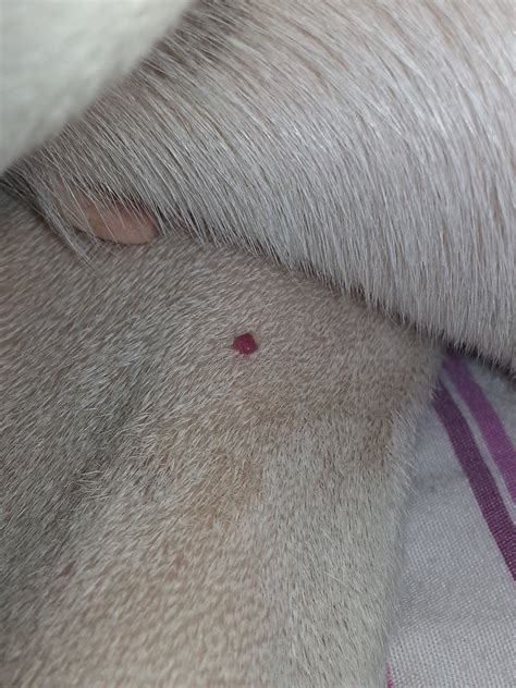 My Dog Has A Red Lump That Almost Looks Like A Blood Blister On Her Leg