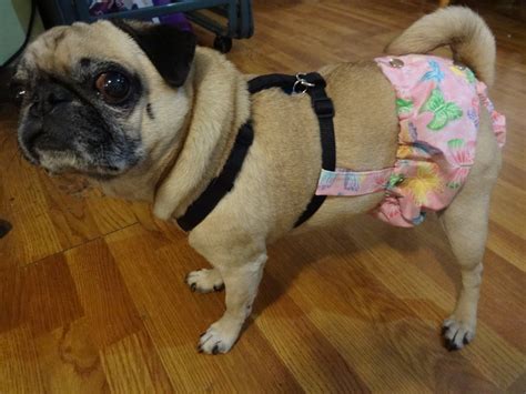 Diy Dog Diaper Pattern Female Dog Diaper That Stays On Attaches To