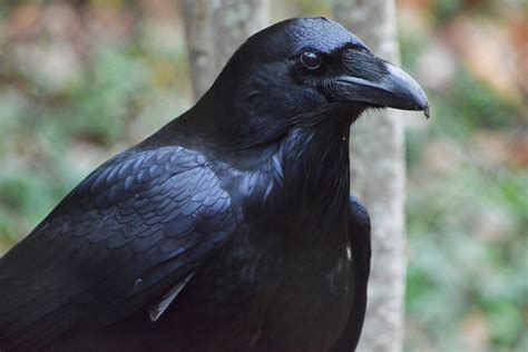 Raven The Maryland Zoo