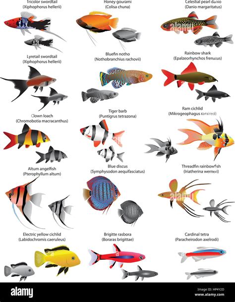 Freshwater Tropical Fish List With Pictures
