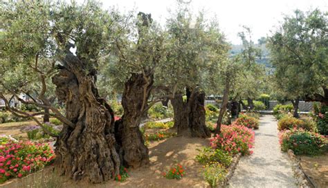 Eden And Gethsemane—two Gardens And Two Choices