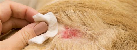 Le malattie della pelle del cane più diffuse Expodog Blog