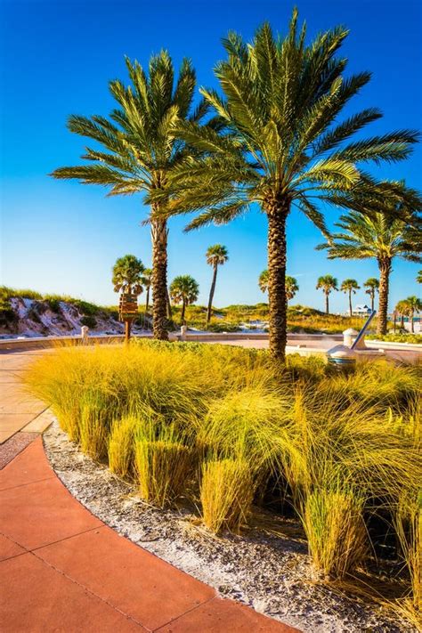 Palm Trees Along A Path In Clearwater Beach Florida Stock Photo