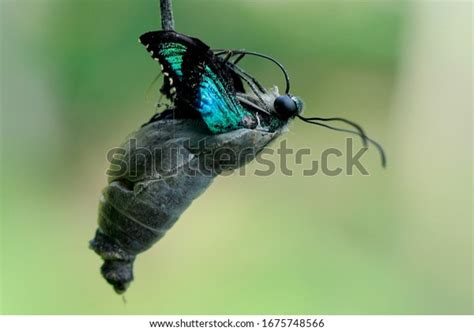 Young Butterfly Coming Out Cocoon Stock Photo Edit Now 1675748566