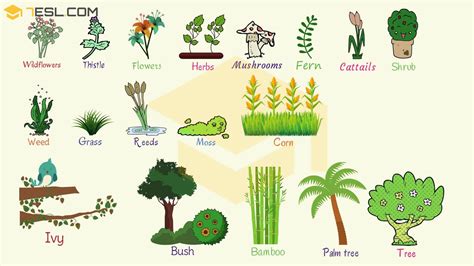 Plant Names List Of Common Types Of Plants And Trees 7esl