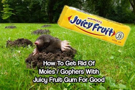 How To Get Rid Of Moles Gophers With Juicy Fruit Gum For Good Juicy