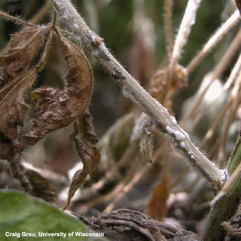 That's a good thing too, because i've got the answers! White Mold in Wisconsin - WISCONSIN FIELD CROPS PATHOLOGY