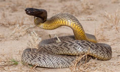 The 12 Largest Venomous Snakes In The World Imp World