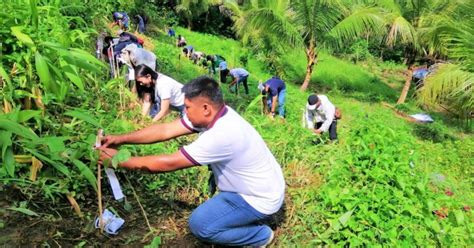Denr Partners Plant Over 41k Tree Seedlings In Region 12 Barmm