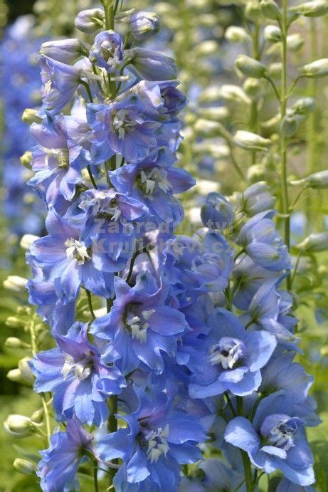 Delphinium Pacific Hybr Magic Fountains Sky Blue White Bee