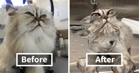But sometimes, one simply needs to bathe a cat. 10+ Hilarious Photos Of Cats Before And After A Bath